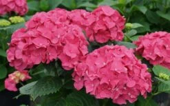 Let's Dance 'Big Band' Dwarf Hydrangea - 3 Gallon Pot -Wilson Bros Gardens hydrangea macrophylla lets dance big band 1