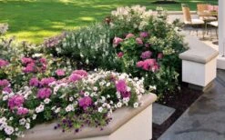 Let's Dance 'Big Band' Dwarf Hydrangea - 3 Gallon Pot -Wilson Bros Gardens hydrangea macrophylla lets dance big band 3