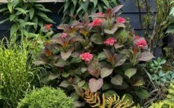 Miss Saori Hydrangea - 1 Gallon Pot -Wilson Bros Gardens hydrangea macrophylla miss saori 9