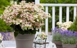 Early Evolution Hydrangea - 1 Gallon Pot -Wilson Bros Gardens hydrangea paniculata early evolution 2