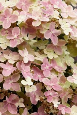 Early Evolution Hydrangea - 1 Gallon Pot -Wilson Bros Gardens hydrangea paniculata early evolution 3