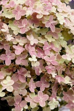 Early Evolution Hydrangea - 1 Gallon Pot -Wilson Bros Gardens hydrangea paniculata early evolution 4