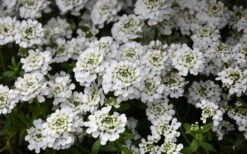 Alexander's White Candy Tuft (Iberis) - 1 Gallon Pot -Wilson Bros Gardens iberis sempervirens snowflake candytuft 1