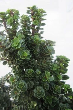 Dwarf Pagoda Japanese Holly - 1 Gallon Pot -Wilson Bros Gardens ilex crenata dwarf pagoda japanese holly 1