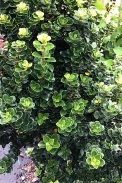 Dwarf Pagoda Japanese Holly - 1 Gallon Pot -Wilson Bros Gardens ilex crenata dwarf pagoda japanese holly 2
