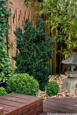 Dwarf Pagoda Japanese Holly - 1 Gallon Pot -Wilson Bros Gardens ilex crenata dwarf pagoda japanese holly 5