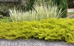 All Gold Golden Pacific Juniper - 1 Gallon Pot -Wilson Bros Gardens juniperus conferta all gold pacific shore juniper 21