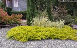 All Gold Golden Pacific Juniper - 2 Gallon Pot -Wilson Bros Gardens juniperus conferta all gold pacific shore juniper 22 1