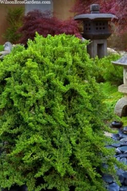 Staked Green Mound Japanese Garden Juniper - 5 Gallon Pot 10 Staked Green Mound Japanese Garden Juniper - 5 Gallon Pot -Wilson Bros Gardens juniperus procumbens nana green mound japanese garden juniper staked topiary 1