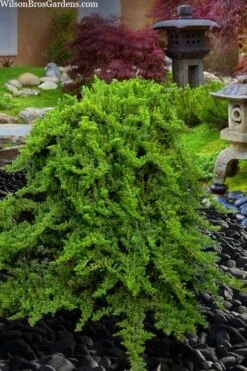 Staked Green Mound Japanese Garden Juniper - 5 Gallon Pot 9 Staked Green Mound Japanese Garden Juniper - 5 Gallon Pot -Wilson Bros Gardens juniperus procumbens nana green mound japanese garden juniper staked topiary 5