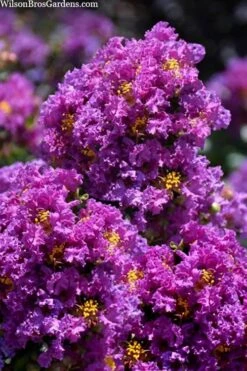 Purple Magic Crape Myrtle Tree (Multi Trunk) - 7 Gallon Pot -Wilson Bros Gardens lagerstroemia purple magic crape myrtle single trunk tree 5