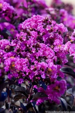 Black Diamond 'Purely Purple' Crape Myrtle Tree (Single Trunk) - 7 Gallon Pot 7 Black Diamond 'Purely Purple' Crape Myrtle Tree (Single Trunk) - 7 Gallon Pot -Wilson Bros Gardens lagestroemia indica purely purple black diamond crape myrtle 1