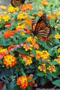 Sonset Hardy Lantana - 5 Pack Of Quart Pots -Wilson Bros Gardens lantana sonset 104