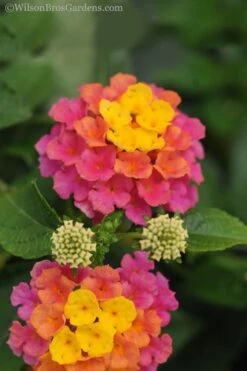Sonset Hardy Lantana - 5 Pack Of Quart Pots -Wilson Bros Gardens lantana sonset 20