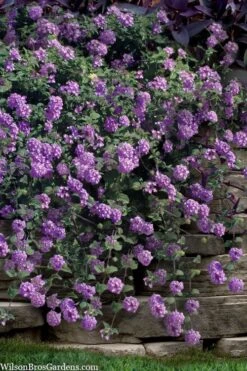 Trailing Lavender Lantana - 5 Pack Of Pint Pots