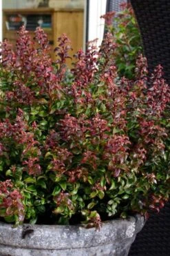 Twisting Red Leucothoe (Fetterbush) - 2 Gallon Pot -Wilson Bros Gardens leucothoe axillaris twisting red coastal dog hobble 2