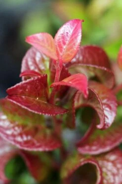 Twisting Red Leucothoe (Fetterbush) - 2 Gallon Pot -Wilson Bros Gardens leucothoe axillaris twisting red coastal dog hobble 3