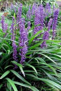 Royal Purple Liriope - Lilyturf - 18 Count Flats Of Pint Pots -Wilson Bros Gardens liriope muscari royal purple lilyturf 102
