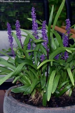 Royal Purple Liriope - Lilyturf - 18 Count Flats Of Pint Pots -Wilson Bros Gardens liriope muscari royal purple lilyturf 106