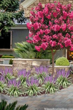 Variegated Liriope - Monkey Grass / Lilyturf - 6 Pack Of Pint Pots 12 Variegated Liriope - Monkey Grass / Lilyturf - 6 Pack Of Pint Pots -Wilson Bros Gardens liriope muscari variegata variegated liriope lilyturf 2