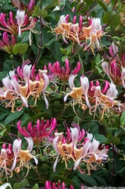 Serotina Fragrant Honeysuckle Vine - 1 Gallon Pot -Wilson Bros Gardens lonicera periclymenum serotina fragrant honeysuckle vine 2