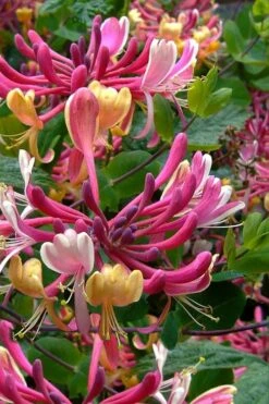 Serotina Fragrant Honeysuckle Vine - 1 Gallon Pot
