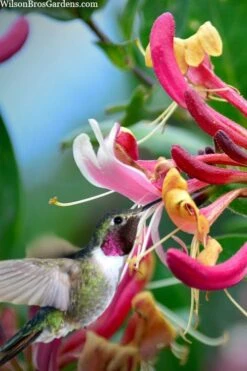 Serotina Fragrant Honeysuckle Vine - 1 Gallon Pot -Wilson Bros Gardens lonicera periclymenum serotina fragrant honeysuckle vine 9