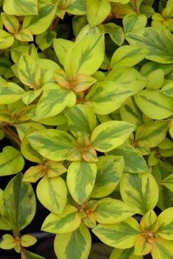 Waikiki Sunset Lysimachia - 5 Pack Of Quart Pots -Wilson Bros Gardens lysimachia waikiki sunset 3