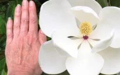 Edith Bogue Cold Hardy Evergreen Magnolia - 5 Gallon Pot 13 Edith Bogue Cold Hardy Evergreen Magnolia - 5 Gallon Pot -Wilson Bros Gardens magnolia edith bogue 3