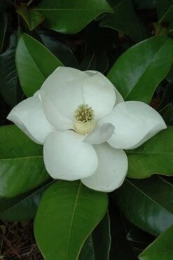 Edith Bogue Cold Hardy Evergreen Magnolia - 5 Gallon Pot 14 Edith Bogue Cold Hardy Evergreen Magnolia - 5 Gallon Pot -Wilson Bros Gardens magnolia edith bogue 5