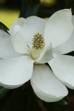 Edith Bogue Cold Hardy Evergreen Magnolia - 5 Gallon Pot 17 Edith Bogue Cold Hardy Evergreen Magnolia - 5 Gallon Pot -Wilson Bros Gardens magnolia edith bogue 6 1