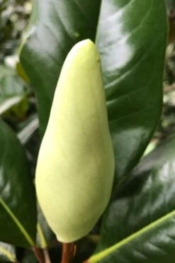 Edith Bogue Cold Hardy Evergreen Magnolia - 5 Gallon Pot 15 Edith Bogue Cold Hardy Evergreen Magnolia - 5 Gallon Pot -Wilson Bros Gardens magnolia edith bogue bud 1
