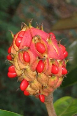 Edith Bogue Cold Hardy Evergreen Magnolia - 5 Gallon Pot 16 Edith Bogue Cold Hardy Evergreen Magnolia - 5 Gallon Pot -Wilson Bros Gardens magnolia edith bogue fruit 1