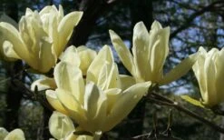 Elizabeth Magnolia (Tulip Tree) - 5 Gallon Pot -Wilson Bros Gardens magnolia elizabeth 4