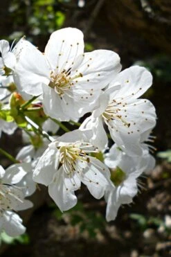 American Sweet Crabapple Tree (Malus Coronaria) - 1 Gallon Pot -Wilson Bros Gardens malus coronaria american sweet crabapple 3