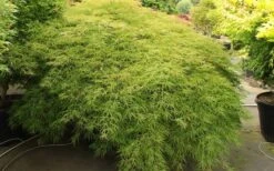Otto's Dissectum Japanese Maple (Acer Palmatum) - 5 Gallon Pot -Wilson Bros Gardens maple japanese ottos 2 800x500 1