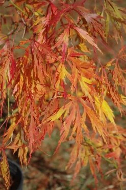 Otto's Dissectum Japanese Maple (Acer Palmatum) - 5 Gallon Pot -Wilson Bros Gardens maple japanese ottos 500x750 1