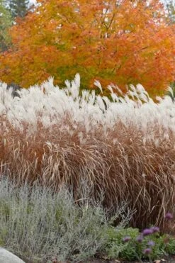Flame Grass (Miscanthus 'Purpurascens') - 1 Gallon Pot -Wilson Bros Gardens miscanthus purpurascens flame grass 4