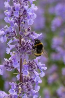 Summer Magic Catmint (Nepeta Grandiflora) - 1 Gallon Pot -Wilson Bros Gardens nepeta grandiflora summer magic catmint 4