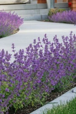 Little Trudy Catmint - 5 Pack Of Quart Pots -Wilson Bros Gardens nepeta little trudy catmint 3