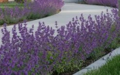 Little Trudy Catmint - 5 Pack Of Quart Pots -Wilson Bros Gardens nepeta little trudy catmint 5
