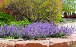 Little Trudy Catmint - 5 Pack Of Quart Pots -Wilson Bros Gardens nepeta little trudy catmint 8
