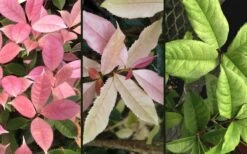 Noble Lady Tea Olive - 2 Gallon Pot -Wilson Bros Gardens osmanthus fragrans quinnan guifei noble lady tea olive 4