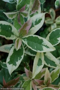 Pink Flush Variegated Tea Olive (Osmanthus Fragrans 'Yinbi Shuanghui') - 3 Gallon Pot