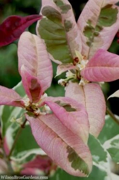 Pink Flush Variegated Tea Olive (Osmanthus Fragrans 'Yinbi Shuanghui') - 2 Gallon Pot -Wilson Bros Gardens osmanthus frangrans yinbi shuangui variegated tea olive 10