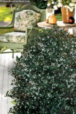 Party Princess 'Kaori Hime' Tea Olive - 7 Gallon Pot (2-3') -Wilson Bros Gardens osmanthus heterophyllus kaori hime party princess tea olive 15 1