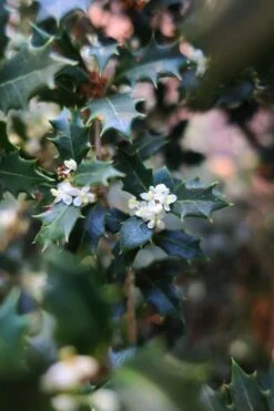 Party Princess 'Kaori Hime' Tea Olive - 7 Gallon Pot (2-3') -Wilson Bros Gardens osmanthus kaori hime party princess tea olive 1 1