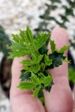 Party Princess 'Kaori Hime' Tea Olive - 7 Gallon Pot (2-3') -Wilson Bros Gardens osmanthus kaori hime party princess tea olive 2 1