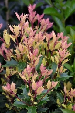 Party Lights Pink Flush Tea Olive - Osmanthus Heterophyllus - 2 Gallon Pot -Wilson Bros Gardens osmanthus party lights 500x750 2