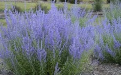 Blue Jean Baby Russian Sage (Perovskia) - 1 Gallon Pot -Wilson Bros Gardens perovskia atriplicifolia blue jean baby russian sage 3